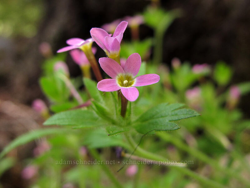varied-leaf collomia (Collomia heterophylla) [Toketee Falls Trail, Umpqua National Forest, Douglas County, Oregon]
