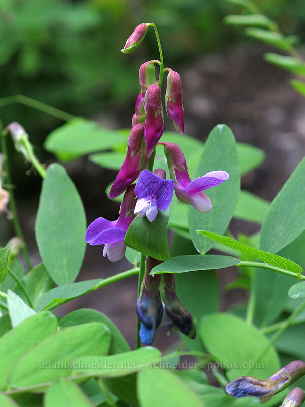 leafy pea-vine (Lathyrus polyphyllus) [Toketee Falls Trail, Umpqua National Forest, Douglas County, Oregon]