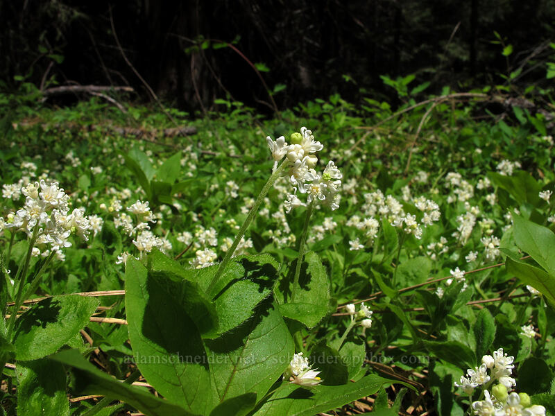 yerba de selva (modesty) (Whipplea modesta) [Mountain Meadows, Umpqua National Forest, Douglas County, Oregon]