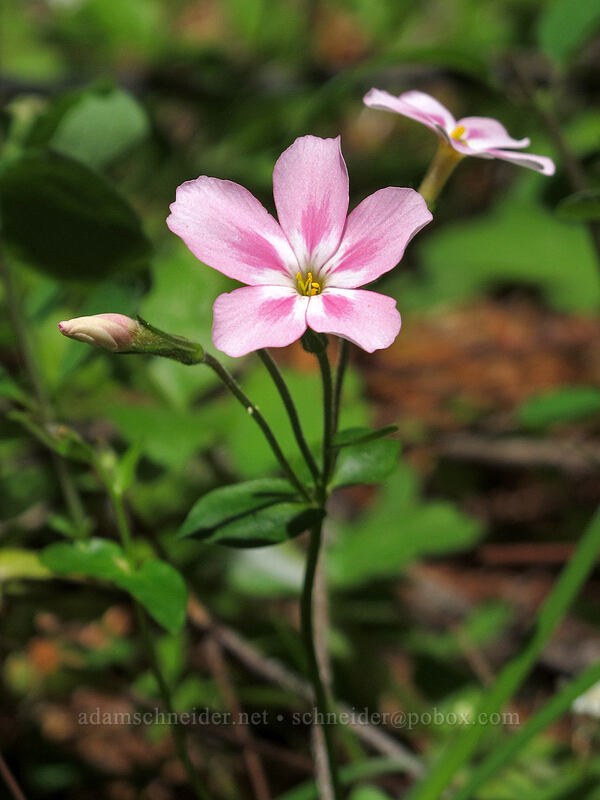 woodland phlox (Phlox adsurgens) [Mountain Meadows, Umpqua National Forest, Douglas County, Oregon]