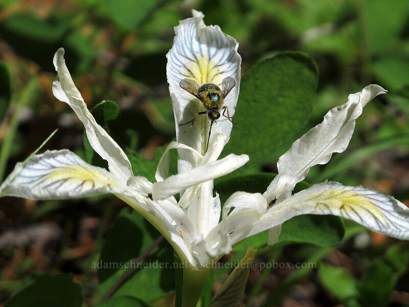 bee-fly on yellow-leaf iris (Iris chrysophylla) [Mountain Meadows, Umpqua National Forest, Douglas County, Oregon]