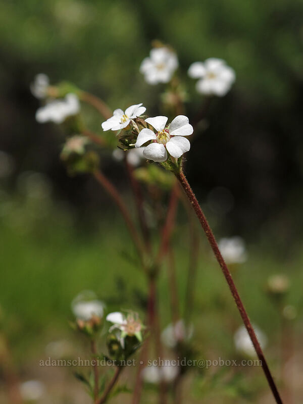 dusky horkelia (Horkelia fusca) [Thorn Prairie, Umpqua National Forest, Douglas County, Oregon]