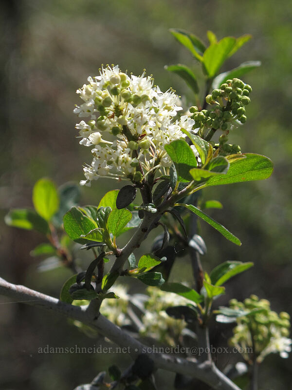 mountain white-thorn (Ceanothus cordulatus) [Thorn Prairie, Umpqua National Forest, Douglas County, Oregon]