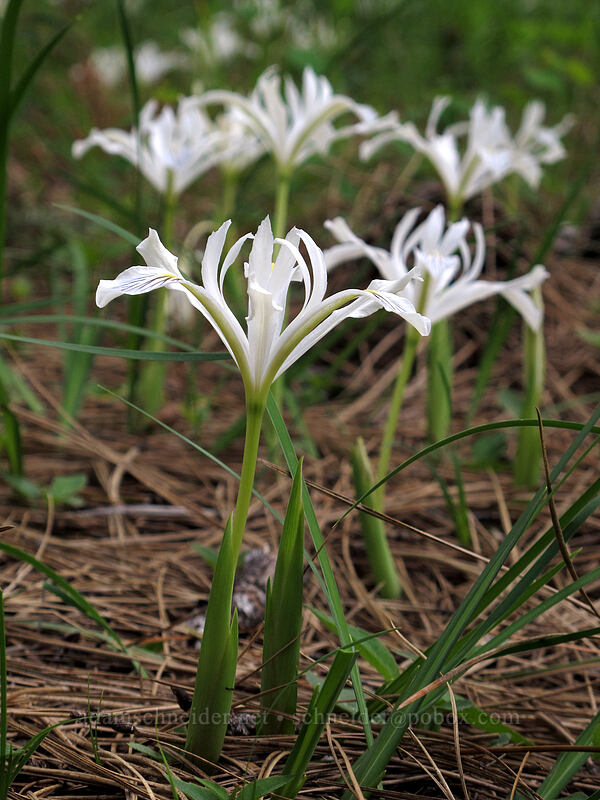 yellow-leaf irises (Iris chrysophylla) [Thorn Prairie, Umpqua National Forest, Douglas County, Oregon]