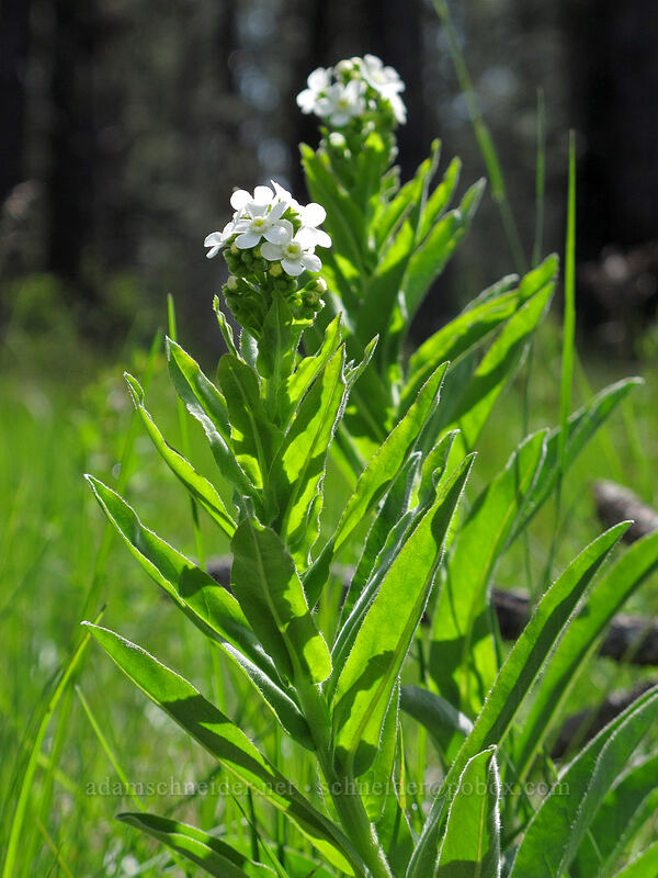 California stickseed (Hackelia californica) [Thorn Prairie, Umpqua National Forest, Douglas County, Oregon]