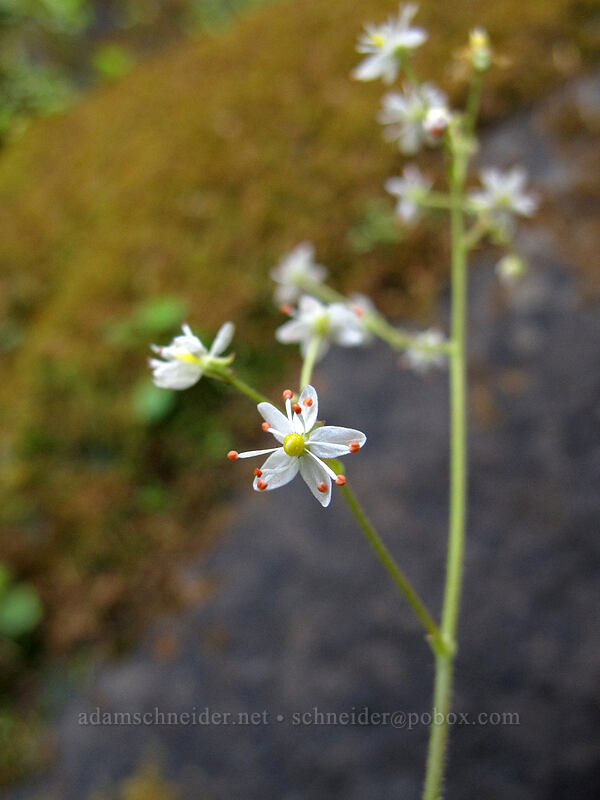 saxifrage (Saxifraga mertensiana) [Watson Falls Trail, Umpqua National Forest, Douglas County, Oregon]