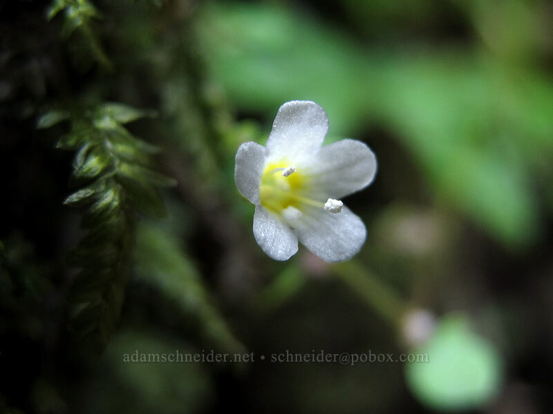 mist-maiden (Romanzoffia sp.) [Watson Falls Trail, Umpqua National Forest, Douglas County, Oregon]