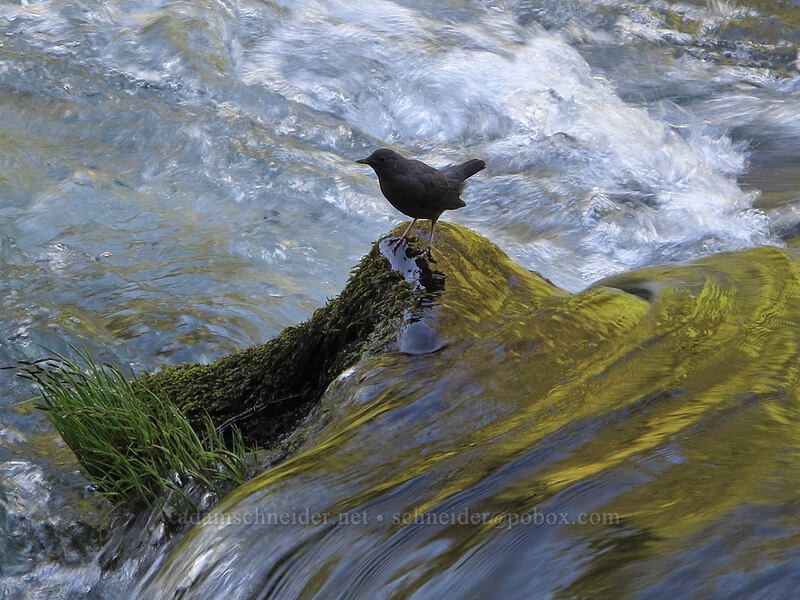 American dipper (water ouzel) (Cinclus mexicanus) [Eagle Rock Campground, Umpqua National Forest, Douglas County, Oregon]
