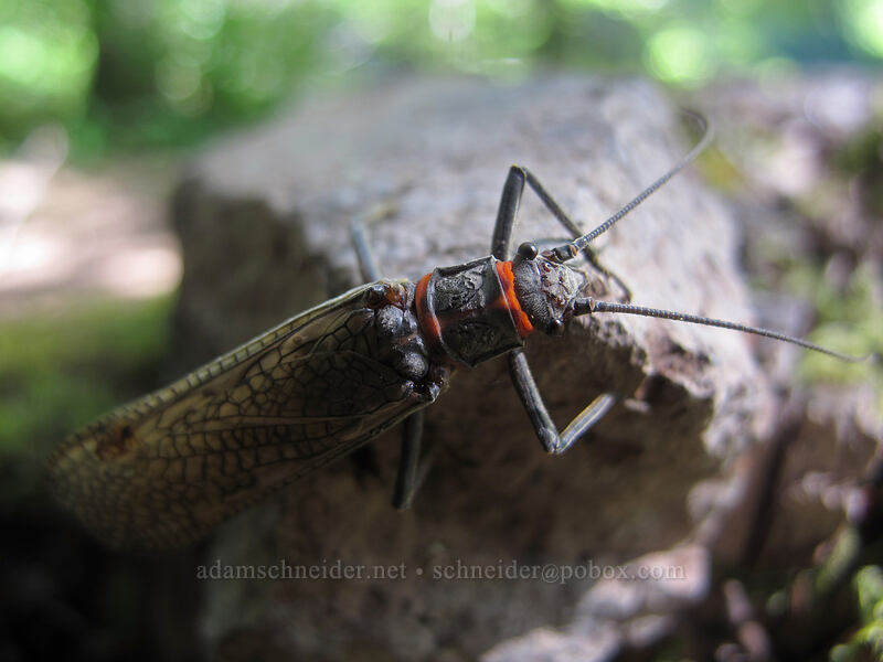 salmonfly (Pteronarcys sp.) [Eagle Rock Campground, Umpqua National Forest, Douglas County, Oregon]