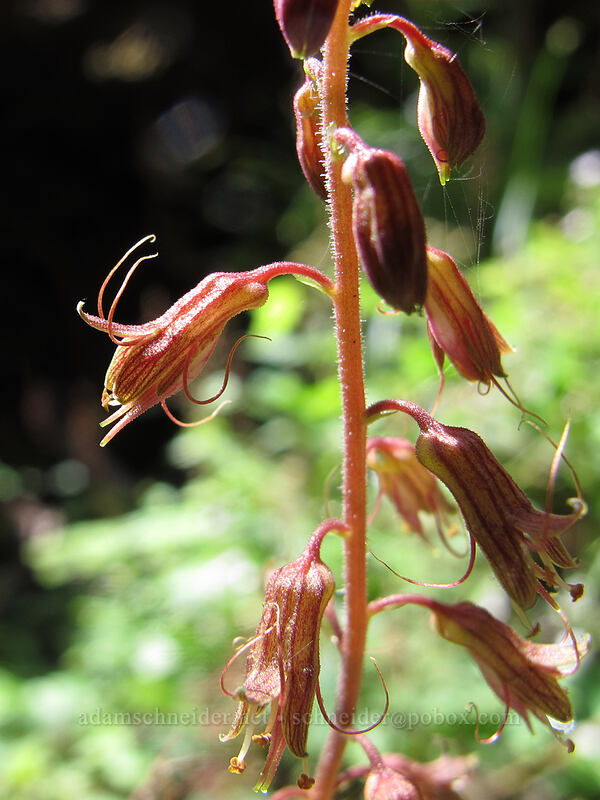 piggyback plant (Tolmiea menziesii) [Fall Creek Falls Trail, Umpqua National Forest, Douglas County, Oregon]