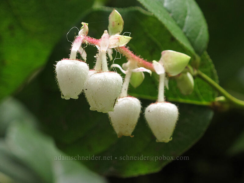 salal flowers (Gaultheria shallon) [Fall Creek Falls Trail, Umpqua National Forest, Douglas County, Oregon]