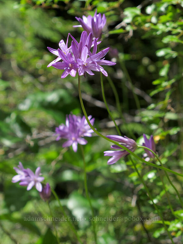 fork-toothed ookow (Dichelostemma congestum (Brodiaea congesta)) [Job's Garden, Umpqua National Forest, Douglas County, Oregon]