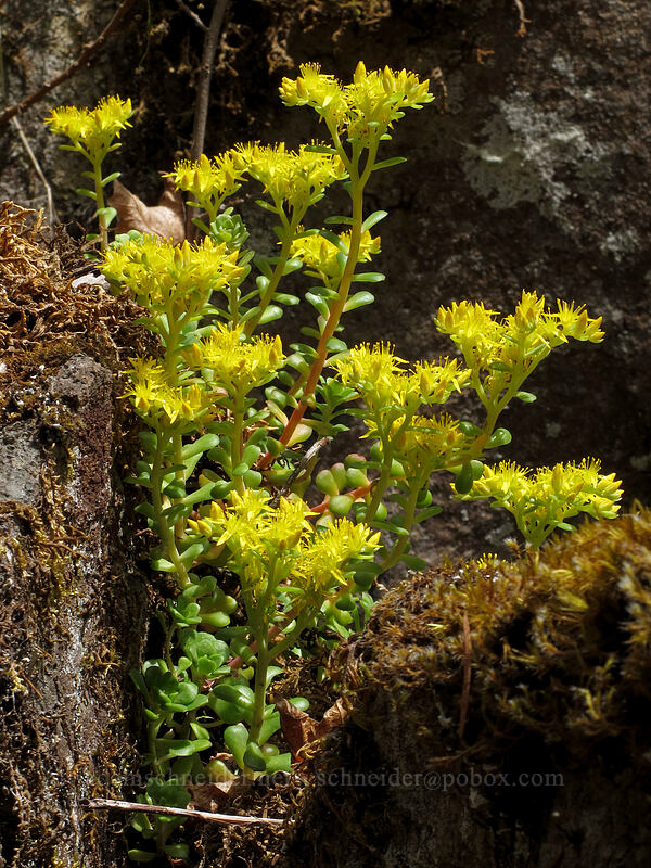 broad-leaf stonecrop (Sedum spathulifolium) [Job's Garden, Umpqua National Forest, Douglas County, Oregon]