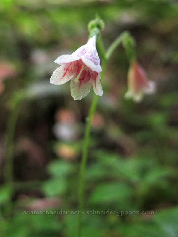 twinflower (Linnaea borealis) [Fall Creek Falls Trail, Umpqua National Forest, Douglas County, Oregon]