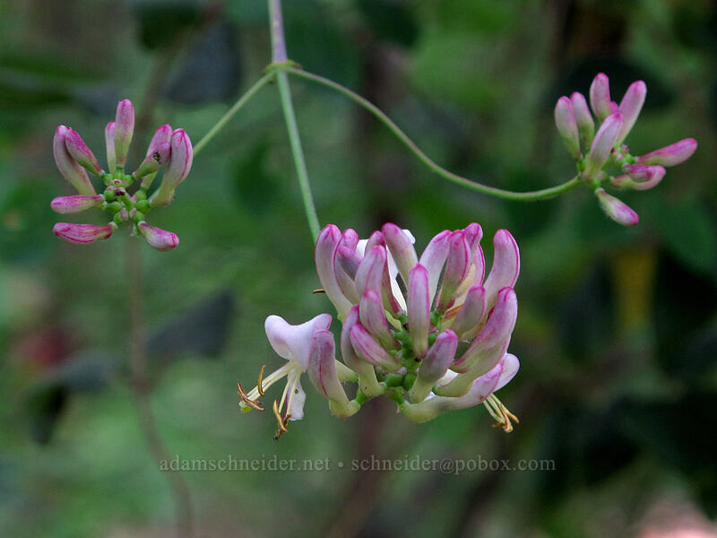pink honeysuckle (Lonicera hispidula) [Susan Creek Falls Trailhead, BLM Roseburg District, Douglas County, Oregon]