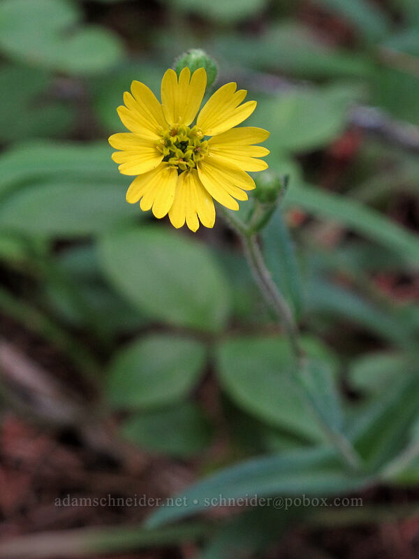woodland madia (Anisocarpus madioides (Madia madioides)) [Susan Creek Falls Trailhead, BLM Roseburg District, Douglas County, Oregon]