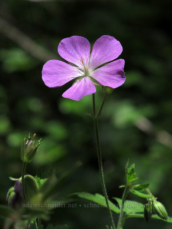 Oregon geranium (Geranium oreganum) [Susan Creek Falls Trail, BLM Roseburg District, Douglas County, Oregon]