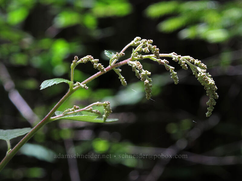 ocean spray (Holodiscus discolor) [Susan Creek Falls Trail, BLM Roseburg District, Douglas County, Oregon]