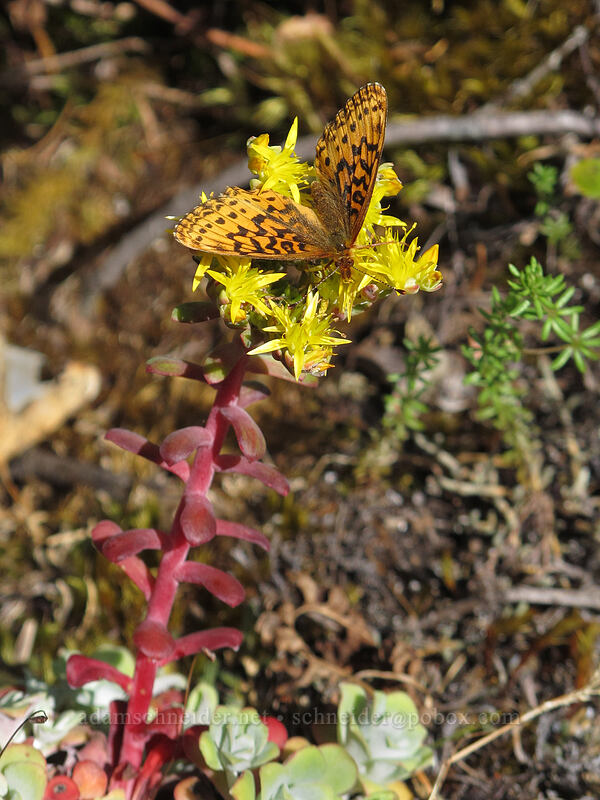 Pacific fritillary butterfly on stonecrop (Boloria epithore, Sedum spathulifolium) [above Susan Creek Falls, BLM Roseburg District, Douglas County, Oregon]