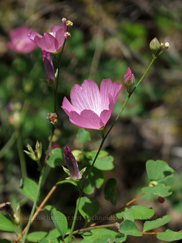 checker-bloom (Sidalcea sp.) [above Susan Creek Falls, BLM Roseburg District, Douglas County, Oregon]