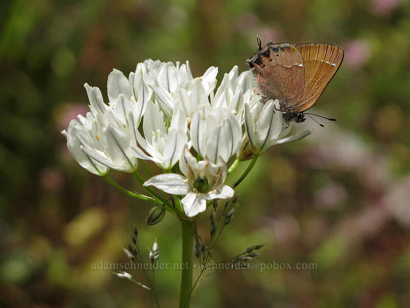 cedar hairstreak butterfly on white brodiaea (Callophrys gryneus, Triteleia hyacinthina (Brodiaea hyacinthina)) [above Susan Creek Falls, BLM Roseburg District, Douglas County, Oregon]