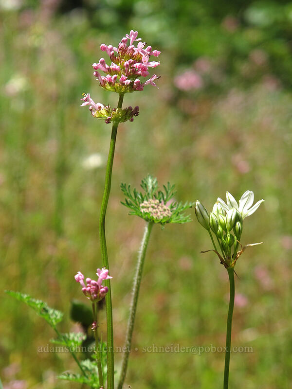 rosy plectritis, white brodiaea, & American wild carrot (Plectritis congesta, Triteleia hyacinthina (Brodiaea hyacinthina), Daucus pusillus) [above Susan Creek Falls, BLM Roseburg District, Douglas County, Oregon]