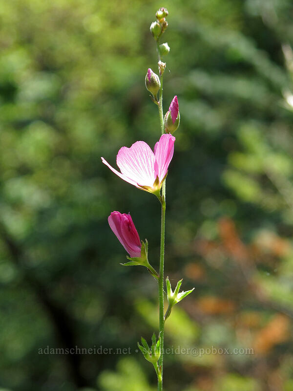 checker-bloom (Sidalcea sp.) [above Susan Creek Falls, BLM Roseburg District, Douglas County, Oregon]