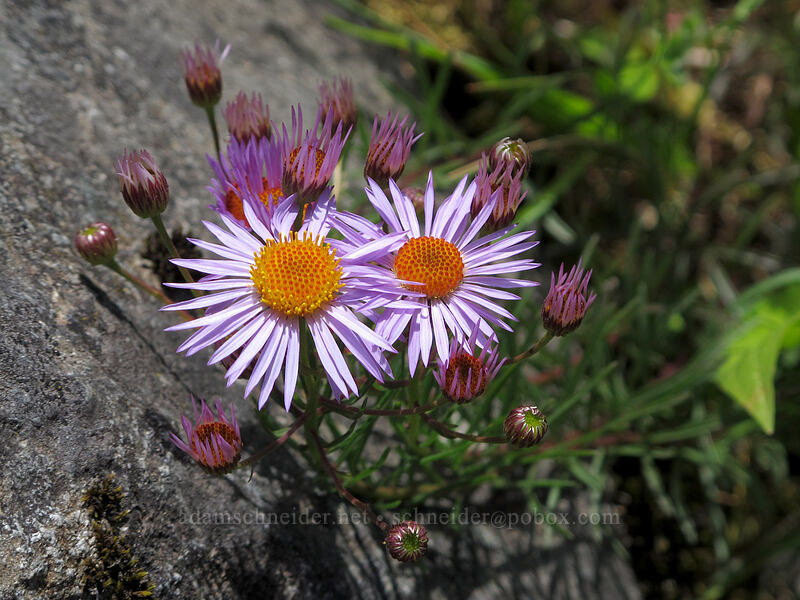 leafy fleabane (Erigeron foliosus var. confinis) [The Narrows, Idleyld Park, Douglas County, Oregon]