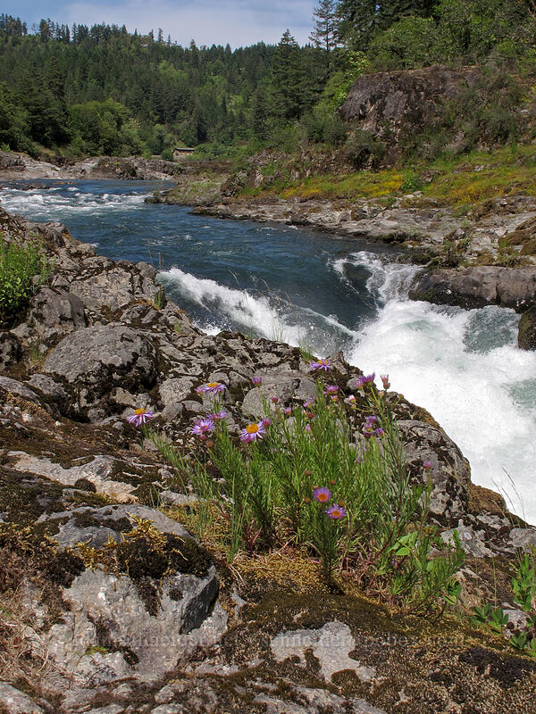 leafy fleabane (Erigeron foliosus var. confinis) [The Narrows, Idleyld Park, Douglas County, Oregon]