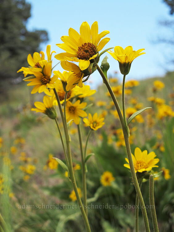 Carey's balsamroot (Balsamorhiza careyana) [Canyon Trail, Smith Rock State Park, Deschutes County, Oregon]