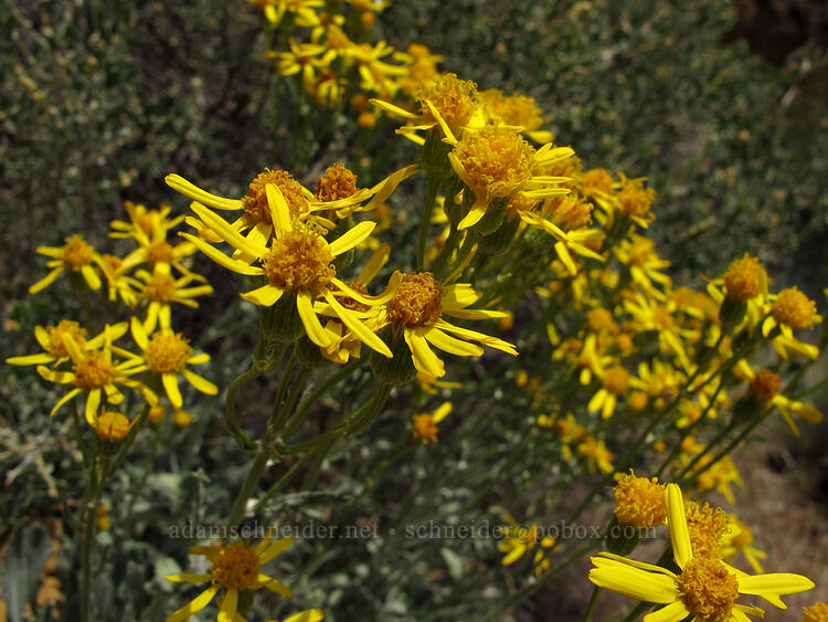 woolly groundsel (Packera cana (Senecio canus)) [Aggro Gully, Smith Rock State Park, Deschutes County, Oregon]