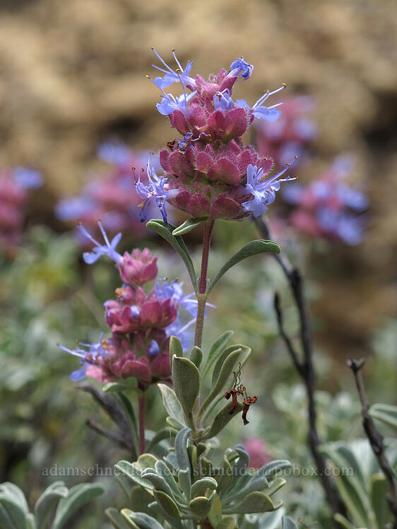 purple sage (Salvia dorrii) [Misery Ridge, Smith Rock State Park, Deschutes County, Oregon]