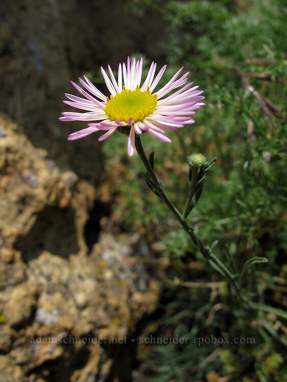 thread-leaf fleabane (Erigeron filifolius) [Misery Ridge, Smith Rock State Park, Deschutes County, Oregon]