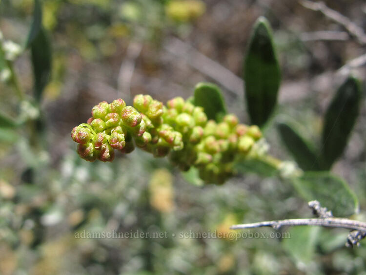 spiny hop-sage, male flowers (Grayia spinosa (Atriplex spinosa)) [Mesa Verde Trail, Smith Rock State Park, Deschutes County, Oregon]