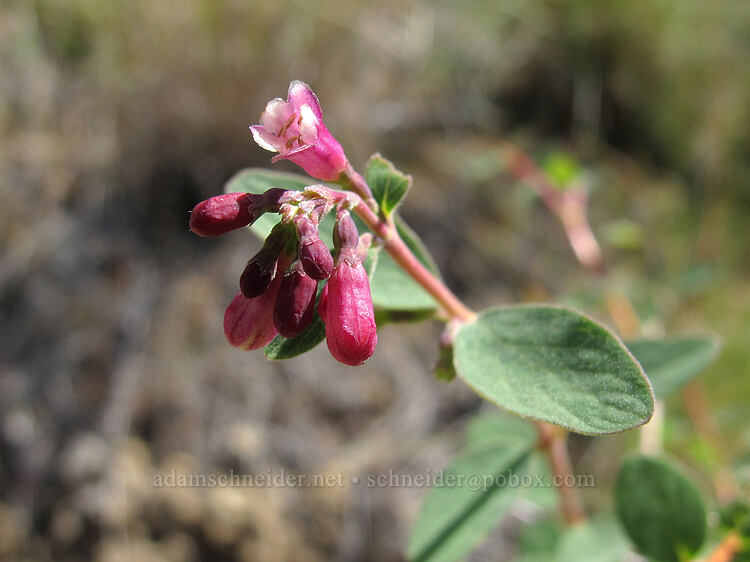 creeping snowberry flowers (Symphoricarpos hesperius (Symphoricarpos mollis)) [Asterisk Pass, Smith Rock State Park, Deschutes County, Oregon]