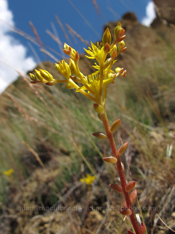 Leiberg's stonecrop (Sedum leibergii) [Asterisk Pass, Smith Rock State Park, Deschutes County, Oregon]
