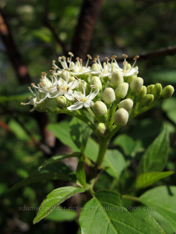 red osier dogwood (Cornus sericea) [River Trail, Smith Rock State Park, Deschutes County, Oregon]