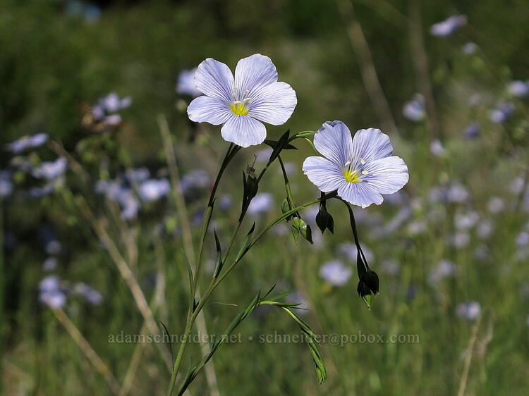 blue flax (Linum lewisii) [Modoc Rim, Fremont-Winema National Forest, Klamath County, Oregon]