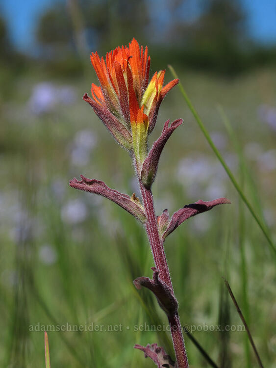 frosted paintbrush (Castilleja pruinosa) [Modoc Rim, Fremont-Winema National Forest, Klamath County, Oregon]