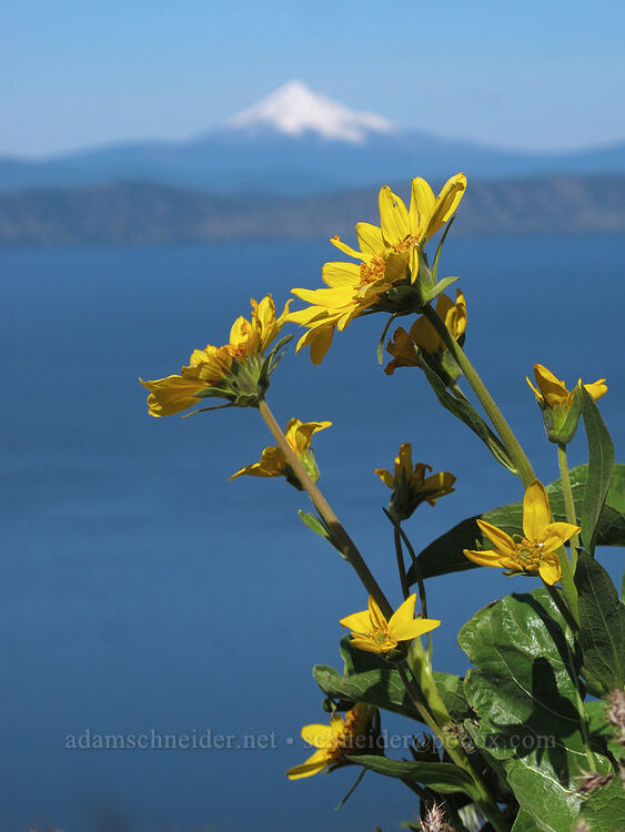 northwest balsamroot (Balsamorhiza deltoidea) [Modoc Rim, Fremont-Winema National Forest, Klamath County, Oregon]