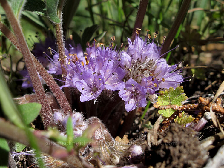 alpine waterleaf (Hydrophyllum capitatum var. alpinum) [Dry Lakes Flat, Fremont-Winema National Forest, Klamath County, Oregon]