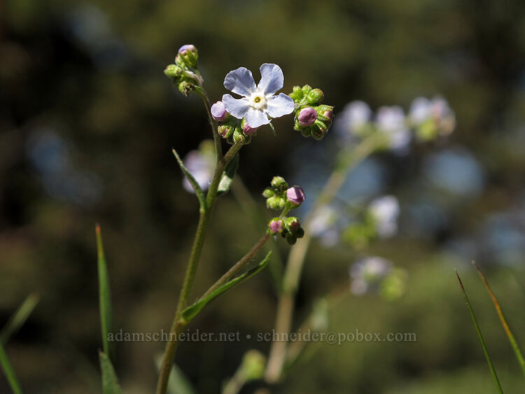 Cusick's stickseed (Hackelia cusickii) [Dry Lakes Flat, Fremont-Winema National Forest, Klamath County, Oregon]
