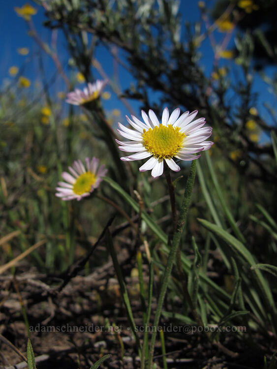 fleabane (Erigeron sp.) [Dry Lakes Flat, Fremont-Winema National Forest, Klamath County, Oregon]
