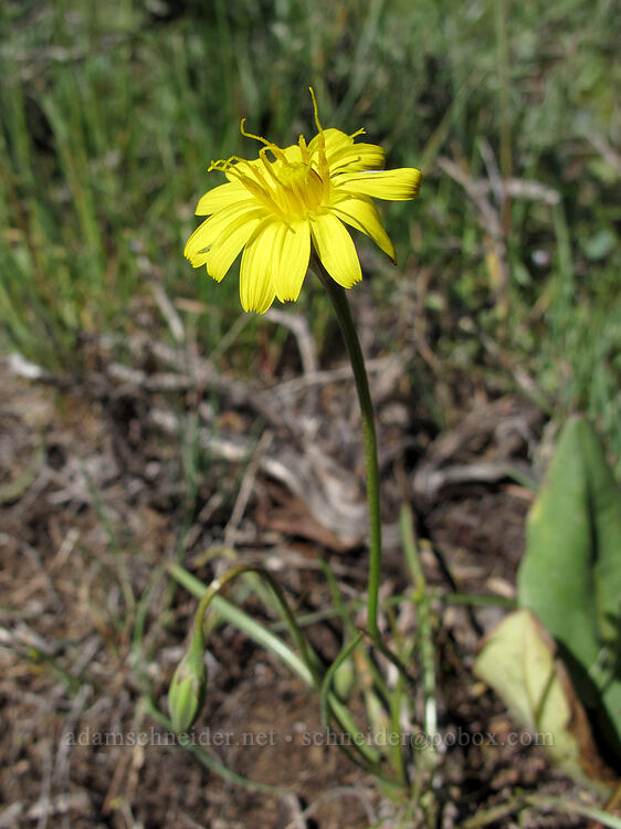 nodding microseris (Microseris nutans) [Dry Lakes Flat, Fremont-Winema National Forest, Klamath County, Oregon]