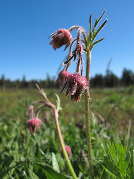 prairie smoke (Geum triflorum) [Dry Lakes Flat, Fremont-Winema National Forest, Klamath County, Oregon]
