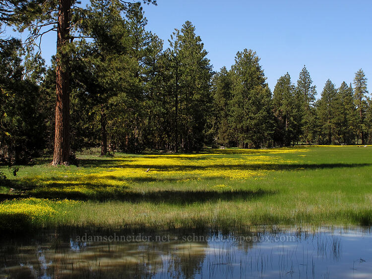 buttercups (Ranunculus occidentalis) [Dry Lakes Flat, Fremont-Winema National Forest, Klamath County, Oregon]