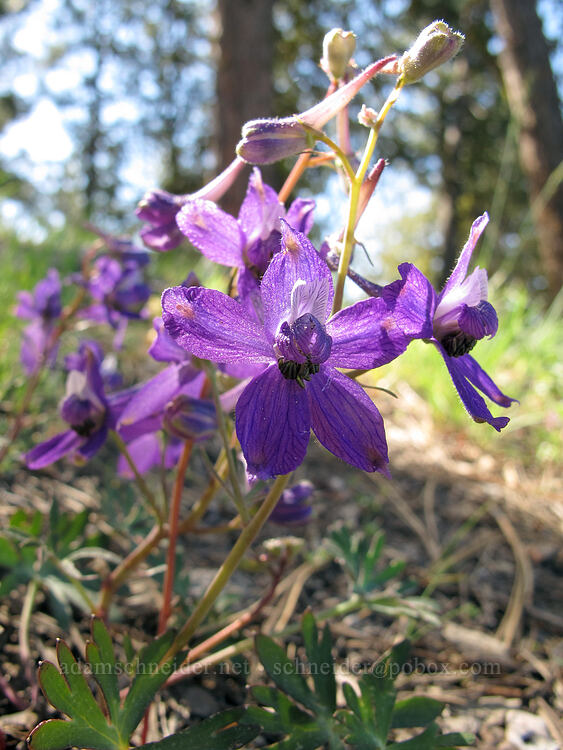 larkspur (Delphinium nuttallianum) [Dry Lakes Flat, Fremont-Winema National Forest, Klamath County, Oregon]