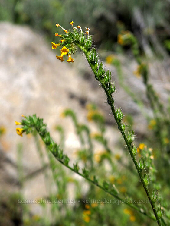 fiddleneck (Amsinckia sp.) [Forest Road 9718, Fremont-Winema National Forest, Klamath County, Oregon]