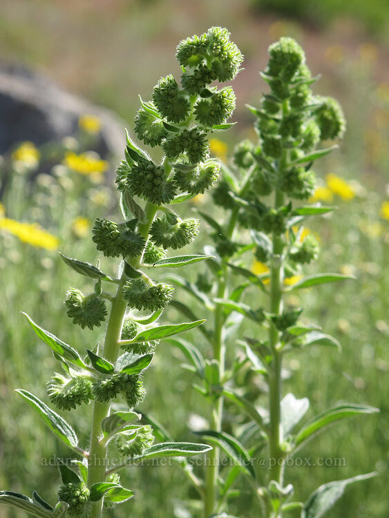 varied-leaf phacelia (Phacelia heterophylla) [Forest Road 9718, Fremont-Winema National Forest, Klamath County, Oregon]