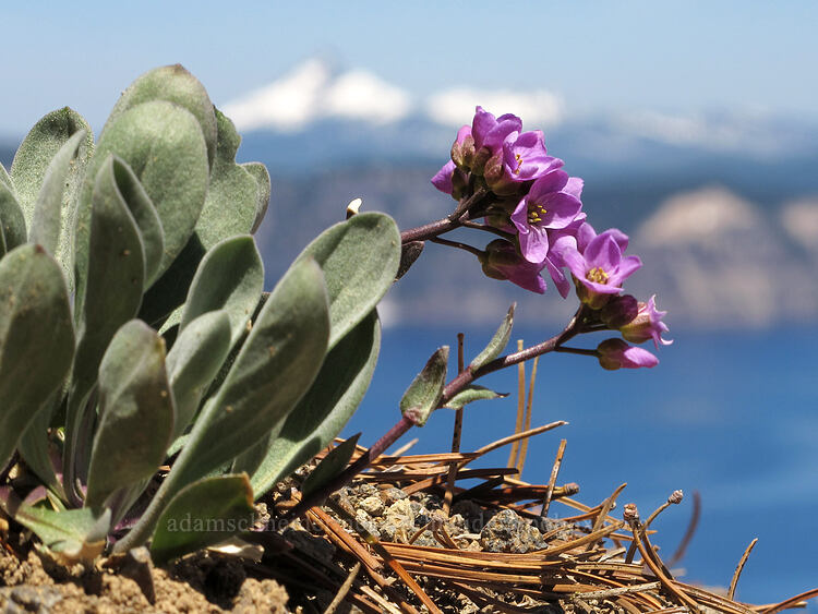 dagger-pod (Phoenicaulis cheiranthoides) [Garfield Peak Trail, Crater Lake National Park, Klamath County, Oregon]